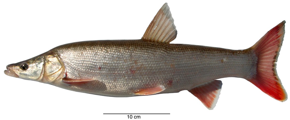 Щуковидный жерех