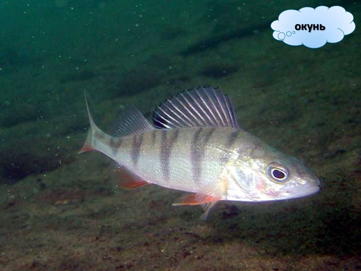 Окунь Байкала