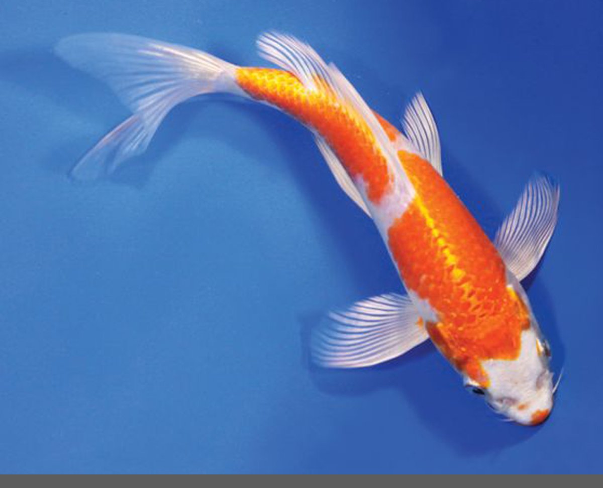 Японский Карп кои золотой