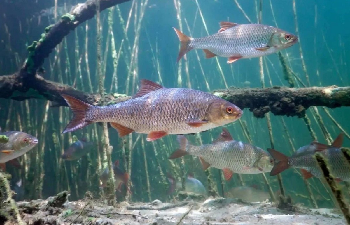 Озерная рыба плотва