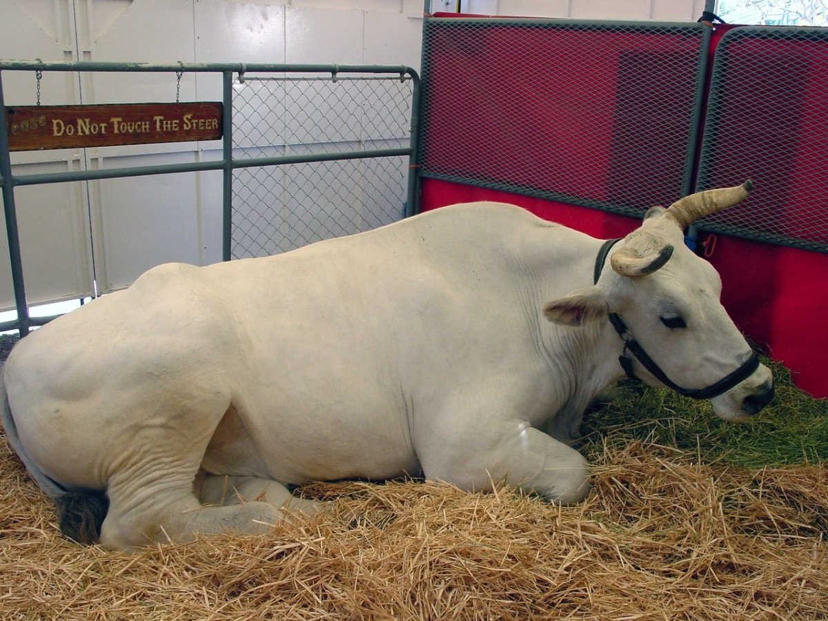 Кианская порода коров