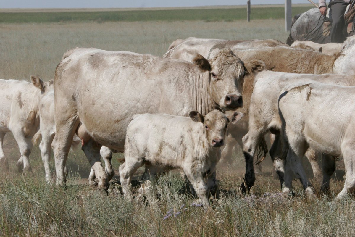 Аулиекольская порода КРС