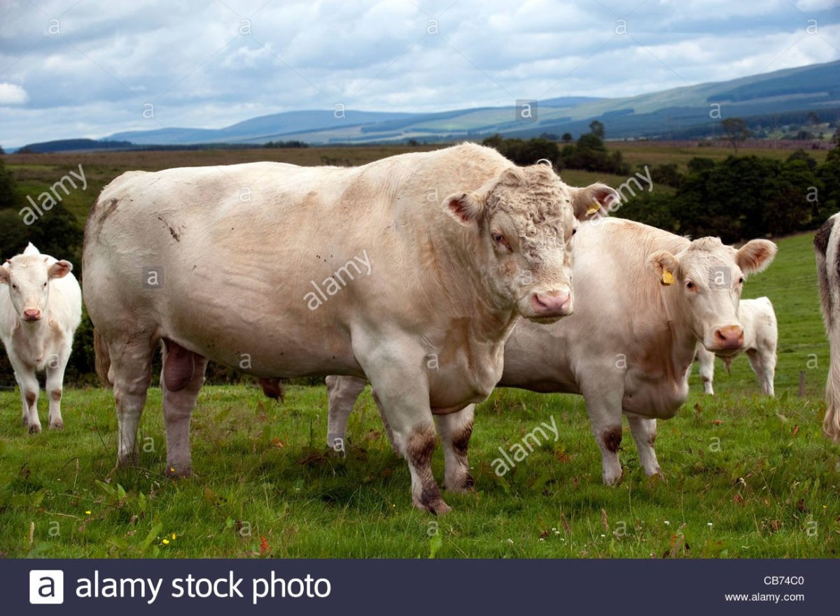 Шортгорнская порода коров