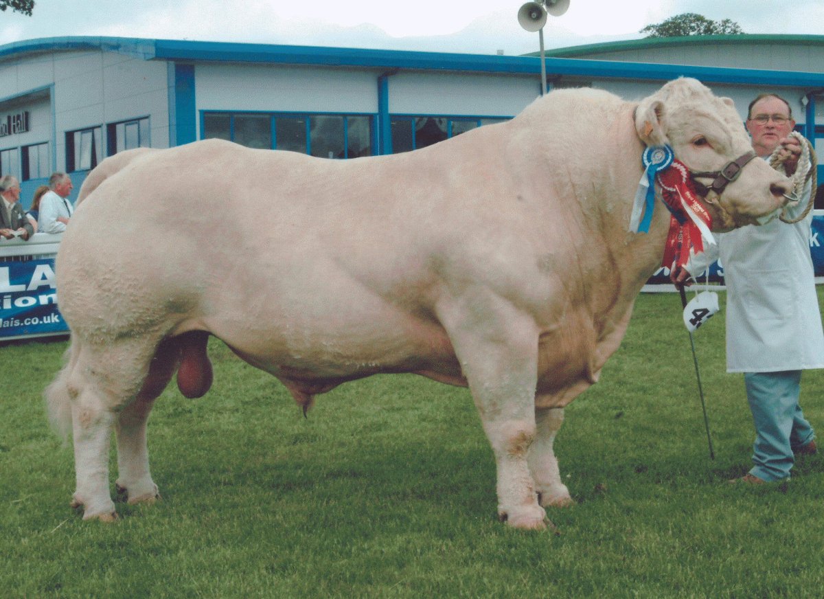 Мясная порода Быков Шароле