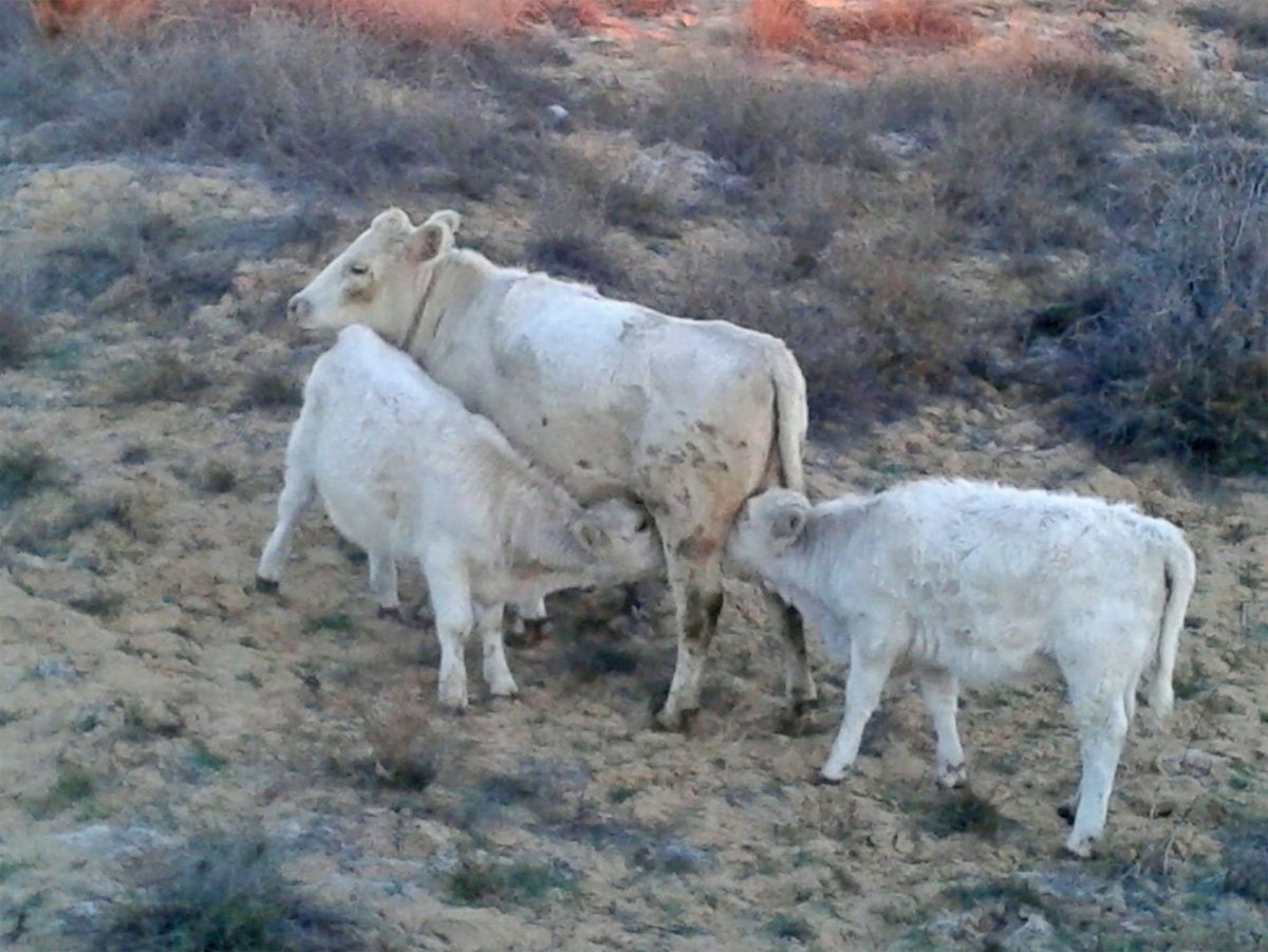 Коровы Аулиекольской породы