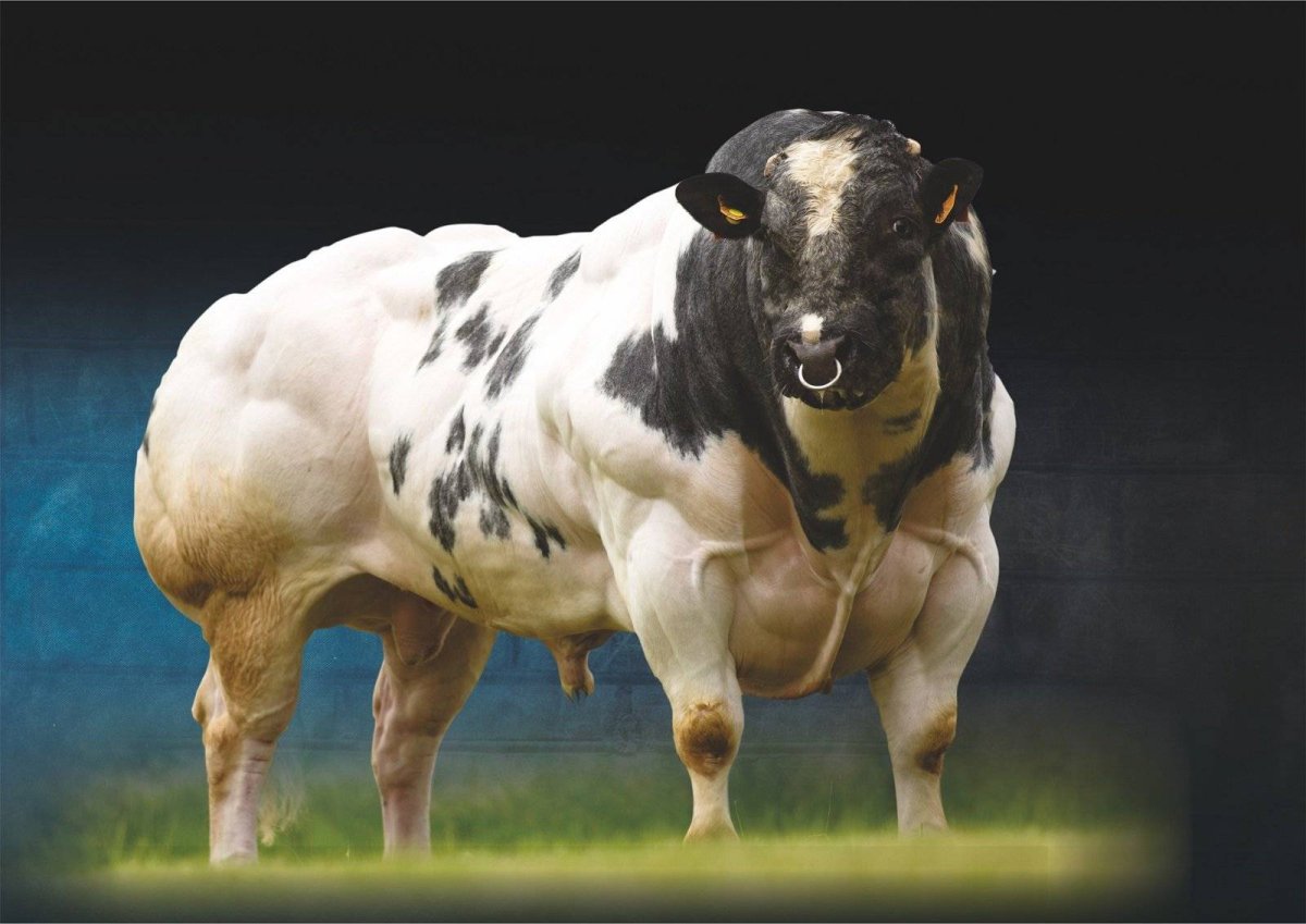 Бельгийский голубой бык