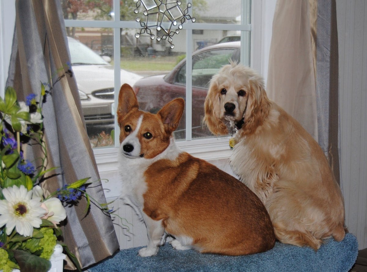 Вельш корги спаниель