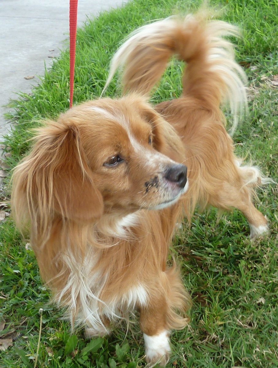 Метис кавалер Кинг Чарльз спаниель