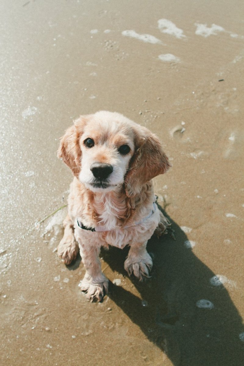 Корги и кокер спаниель