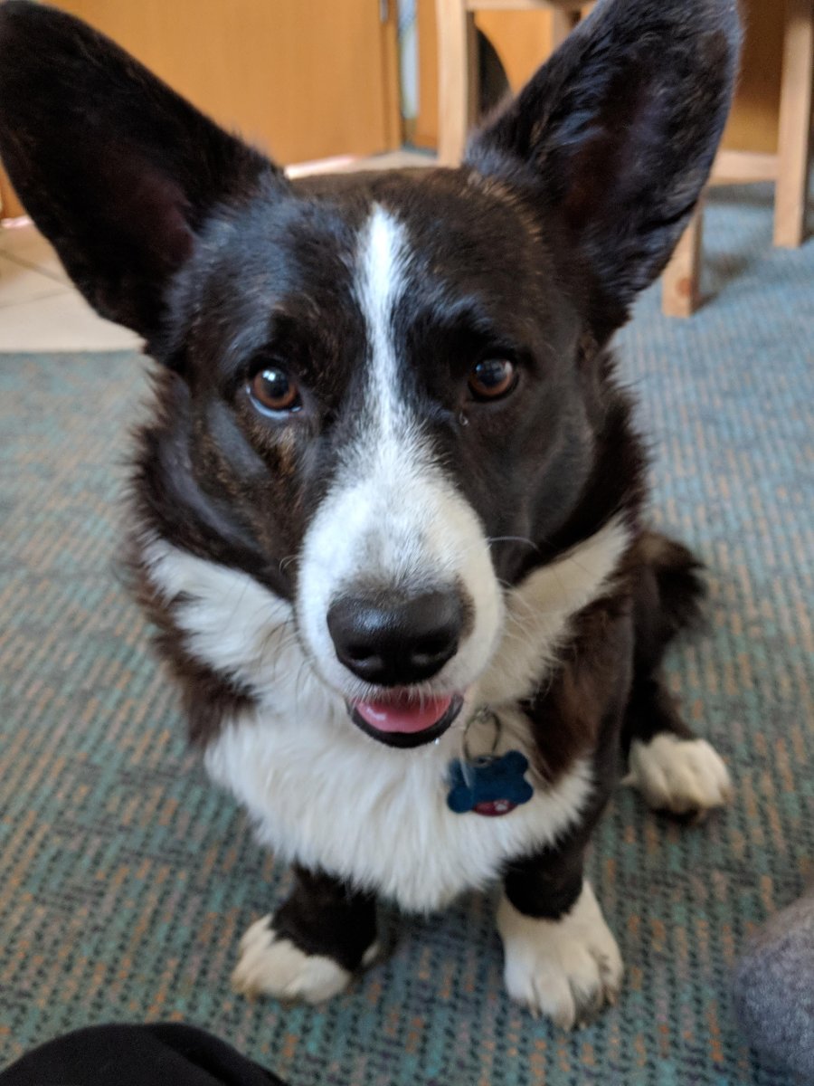 Метис вельш корги