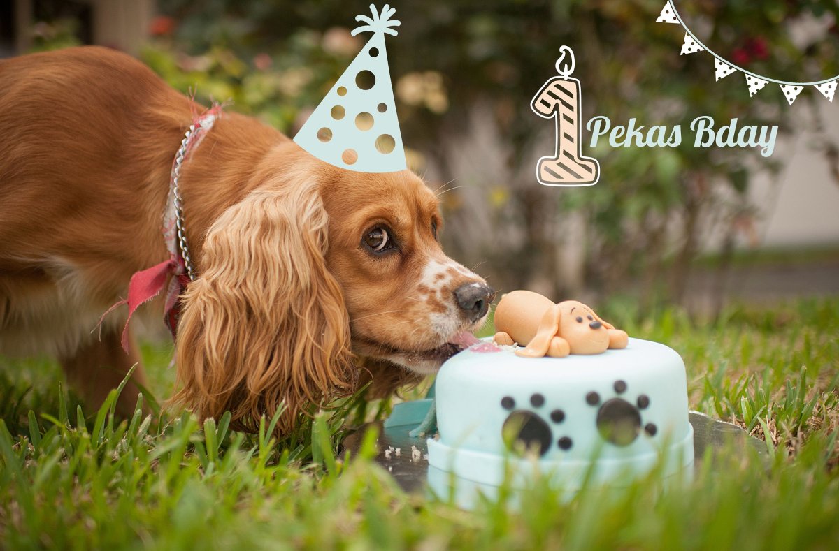 Корги и кокер спаниель