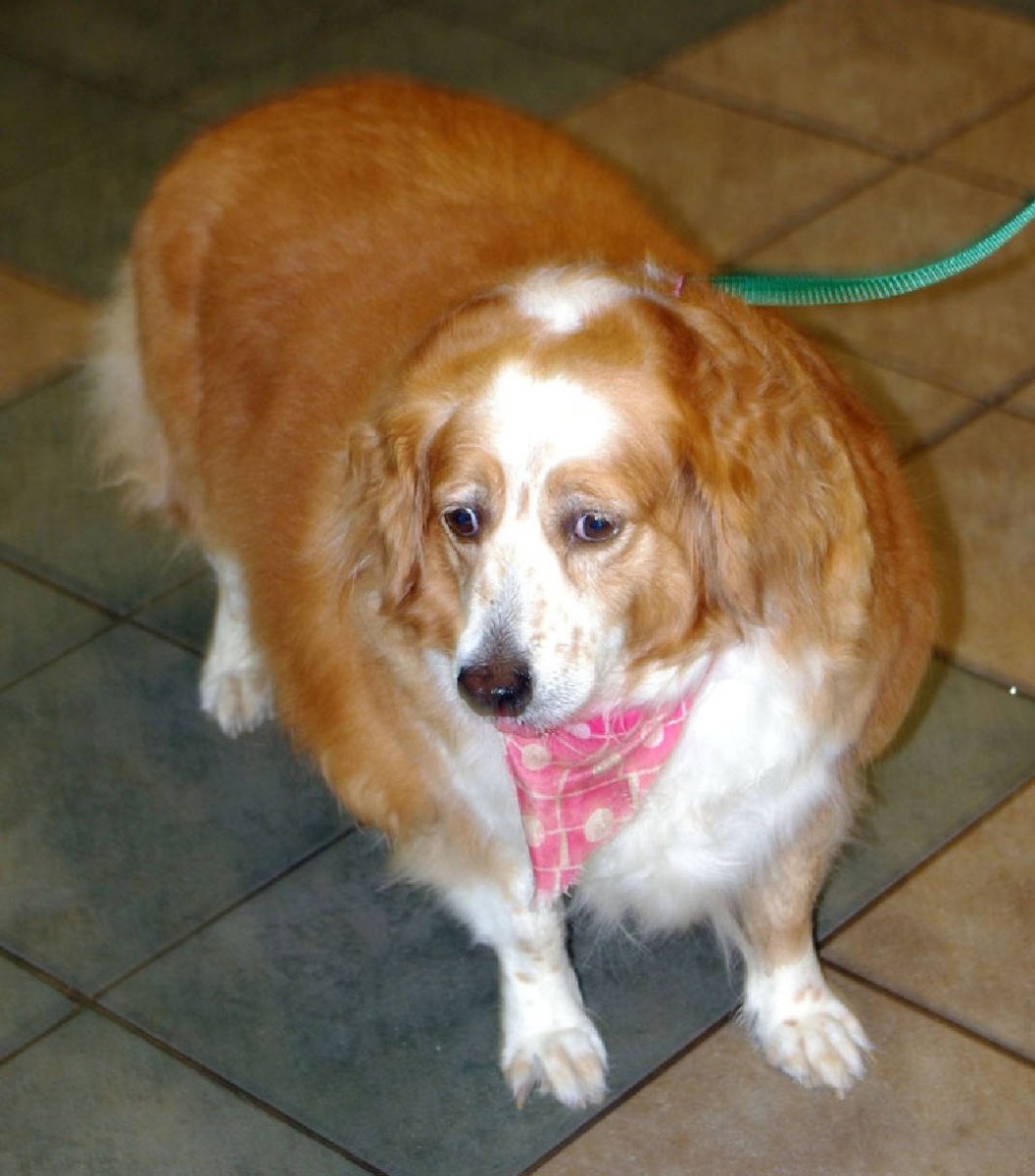 Джек Рассел спаниель