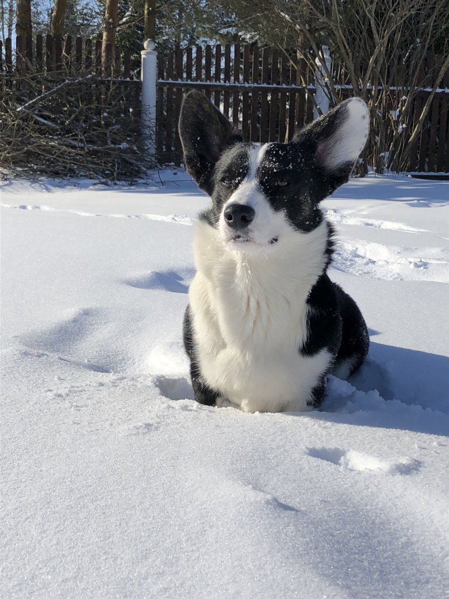 Метис кавалера и корги