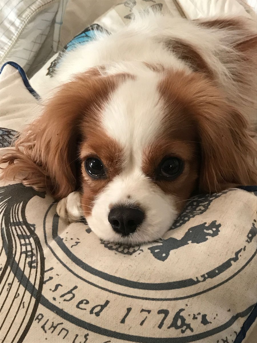 Корги спаниель