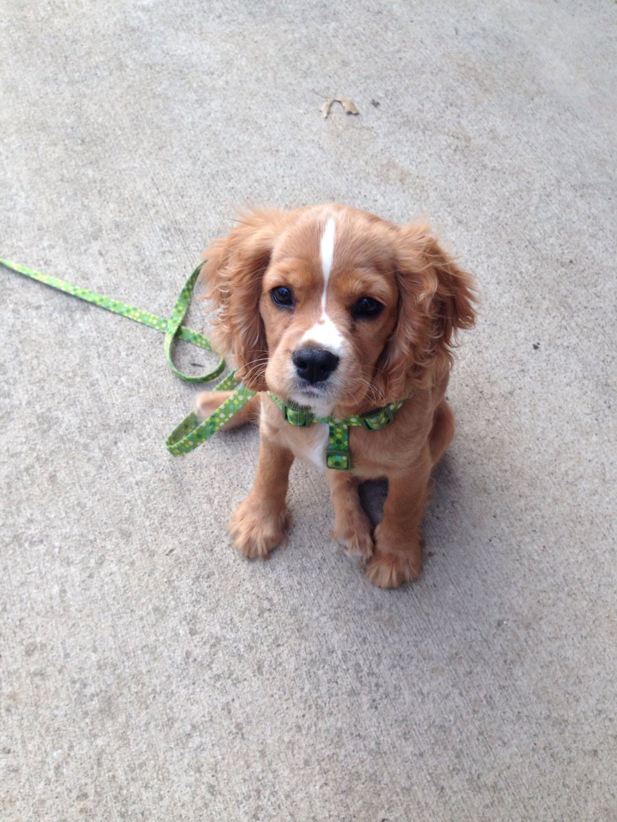 Метис кавалер Кинг Чарльз спаниель