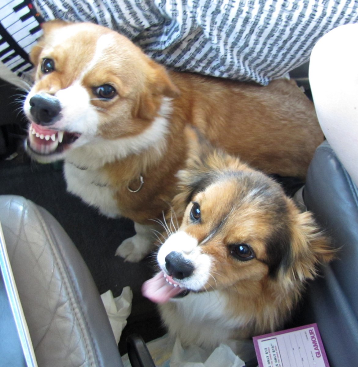 Улыбнуло корги