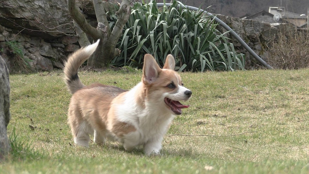 Вельш корги спаниель