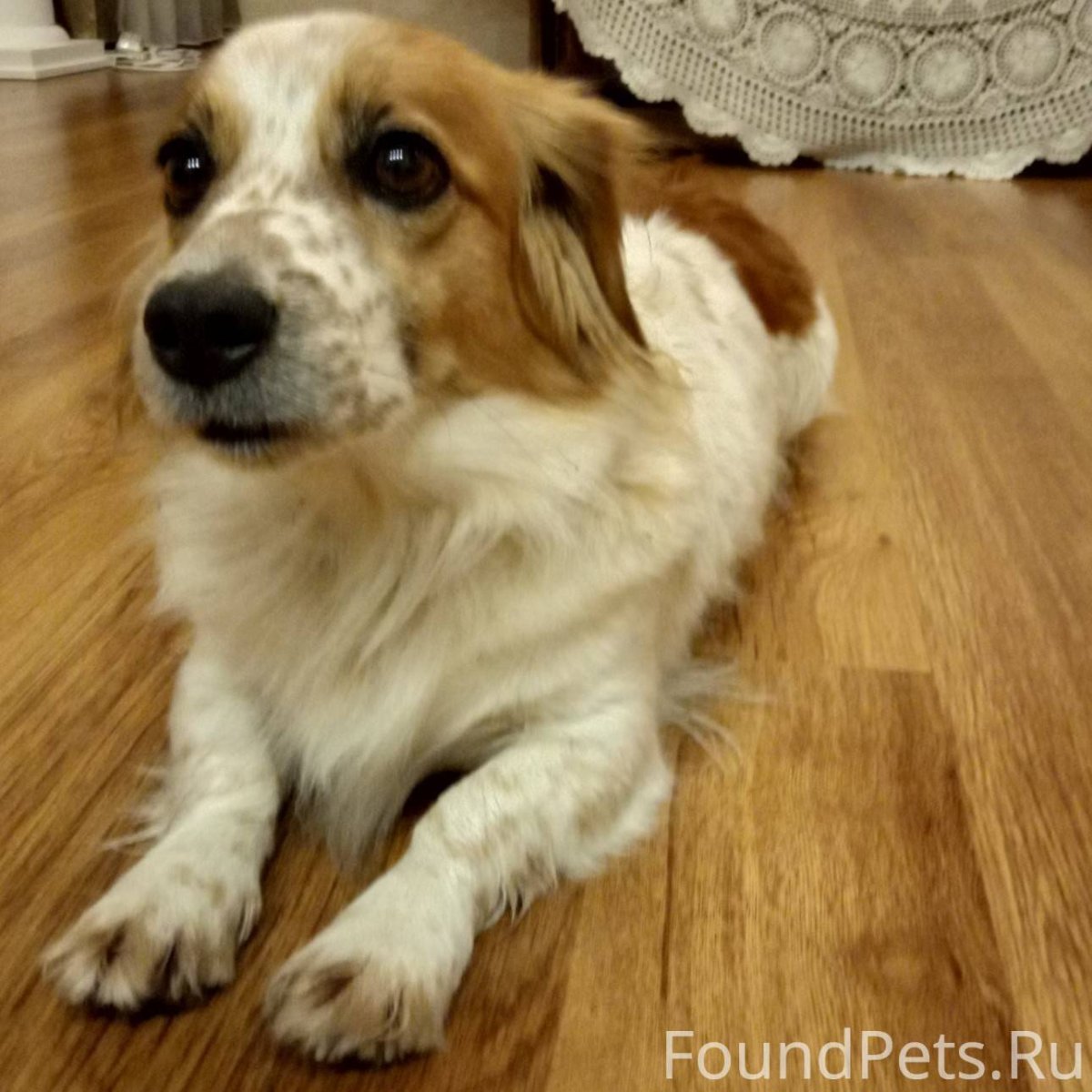 Помесь корги и спаниеля