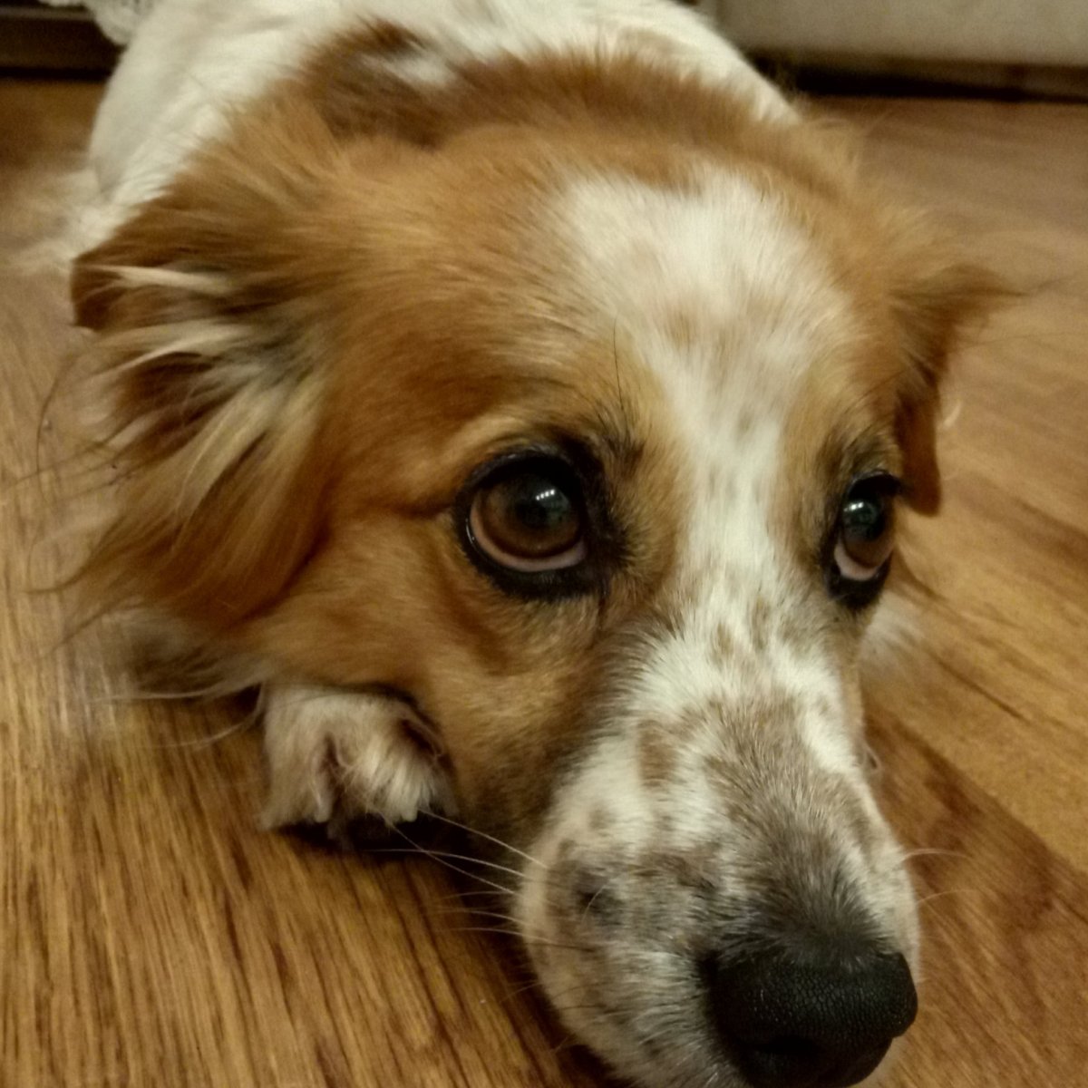 Найдена собака Жуковский