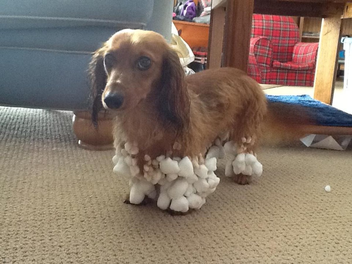 Такса смешанная с спаниелем