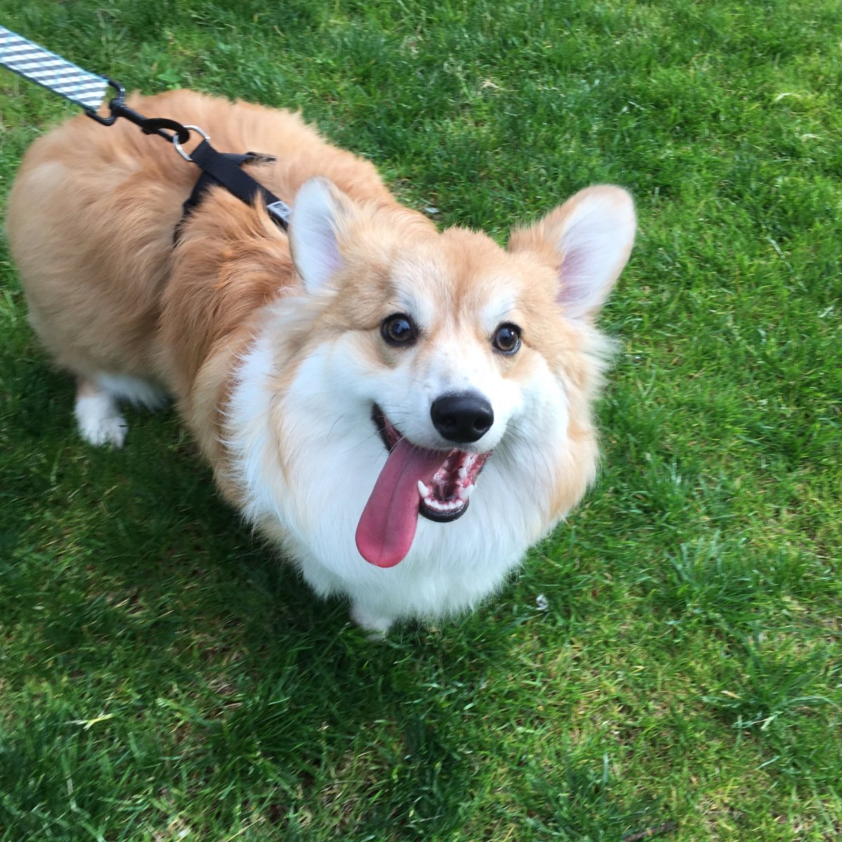 Корги Чарльз спаниель