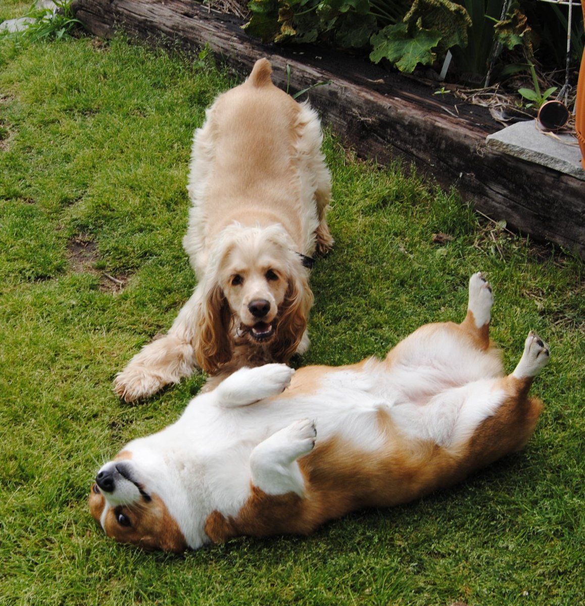 Кокер корги кокер спаниель