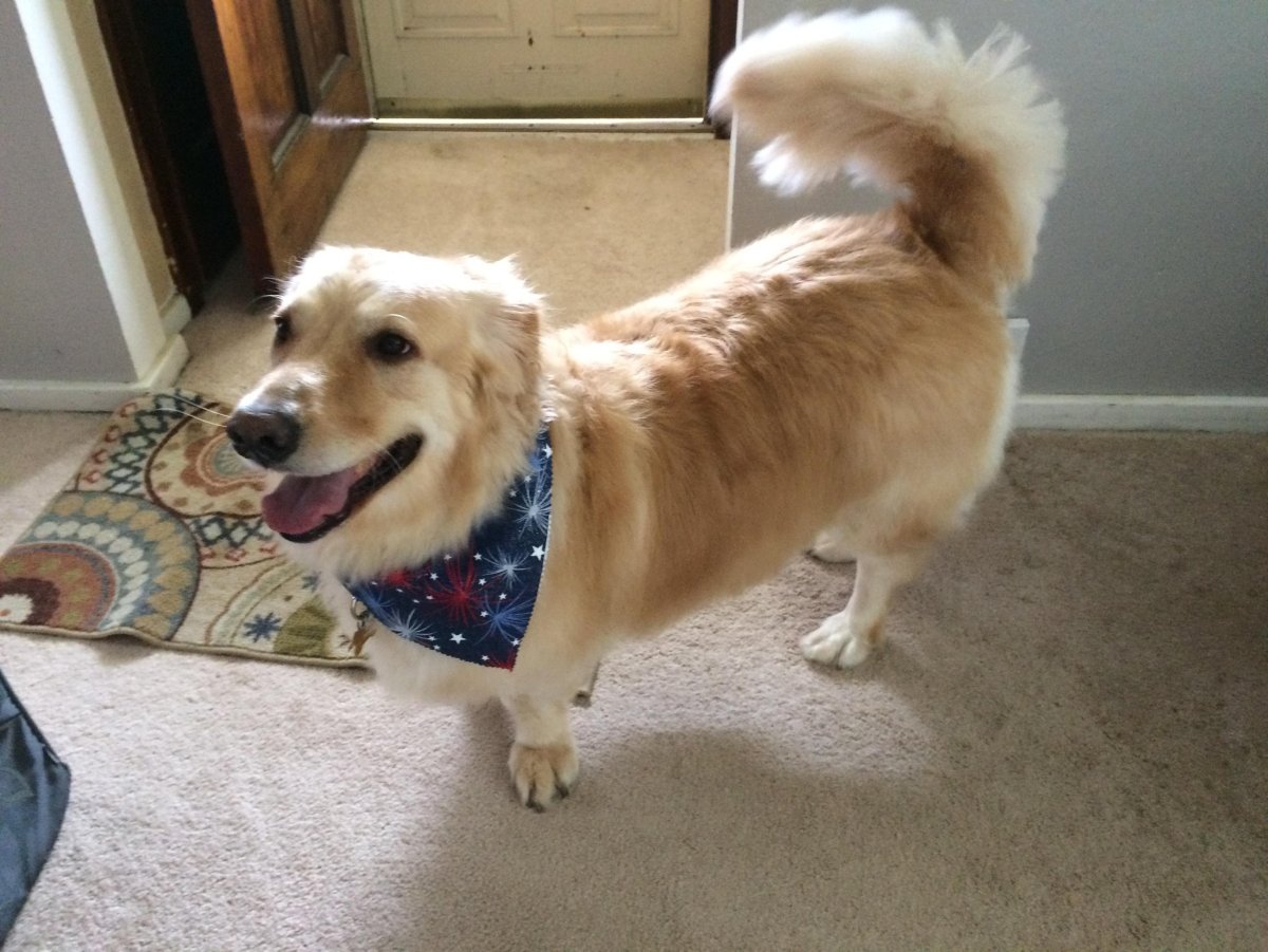 Метис корги и лабрадора