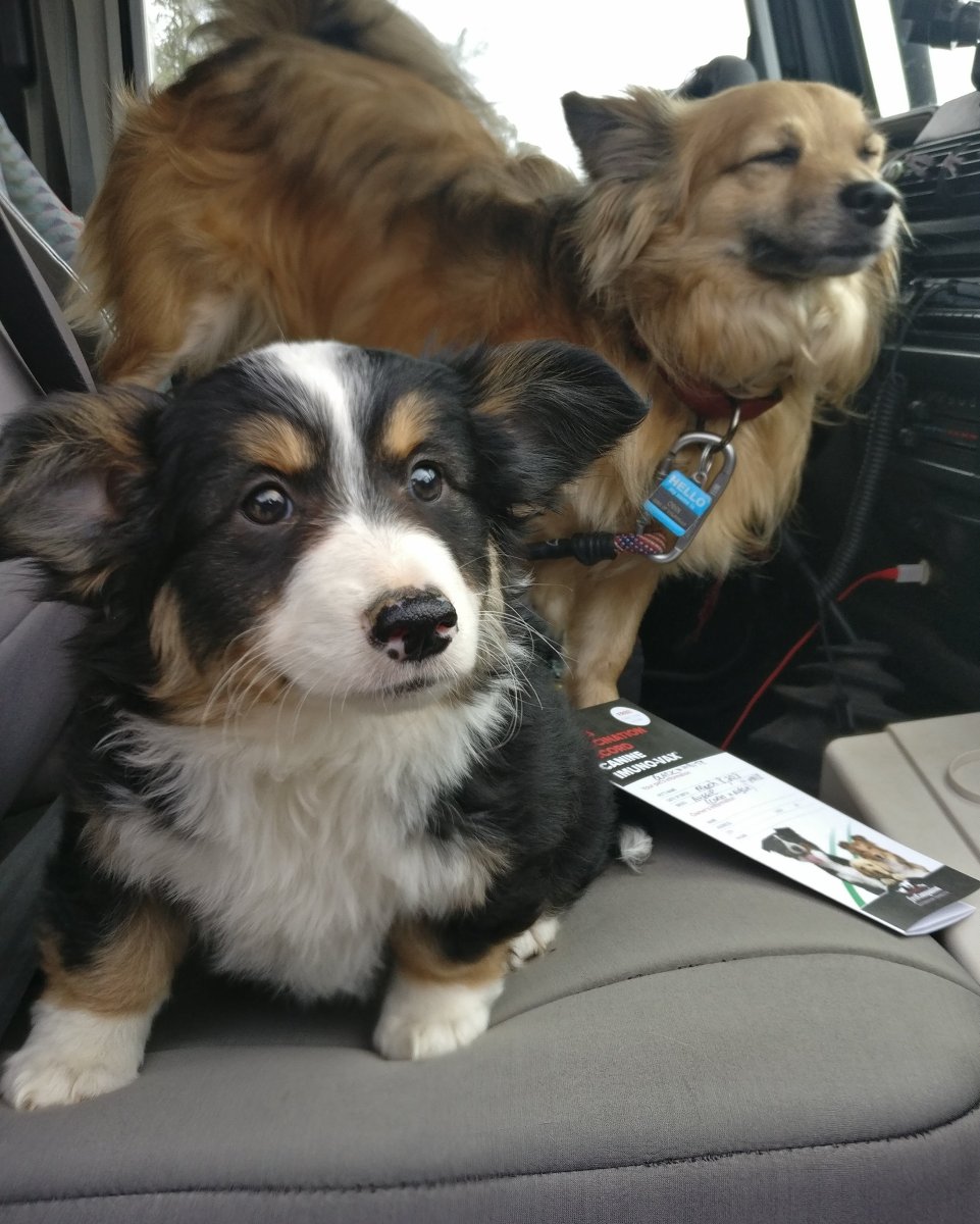 Австралийская овчарка и корги