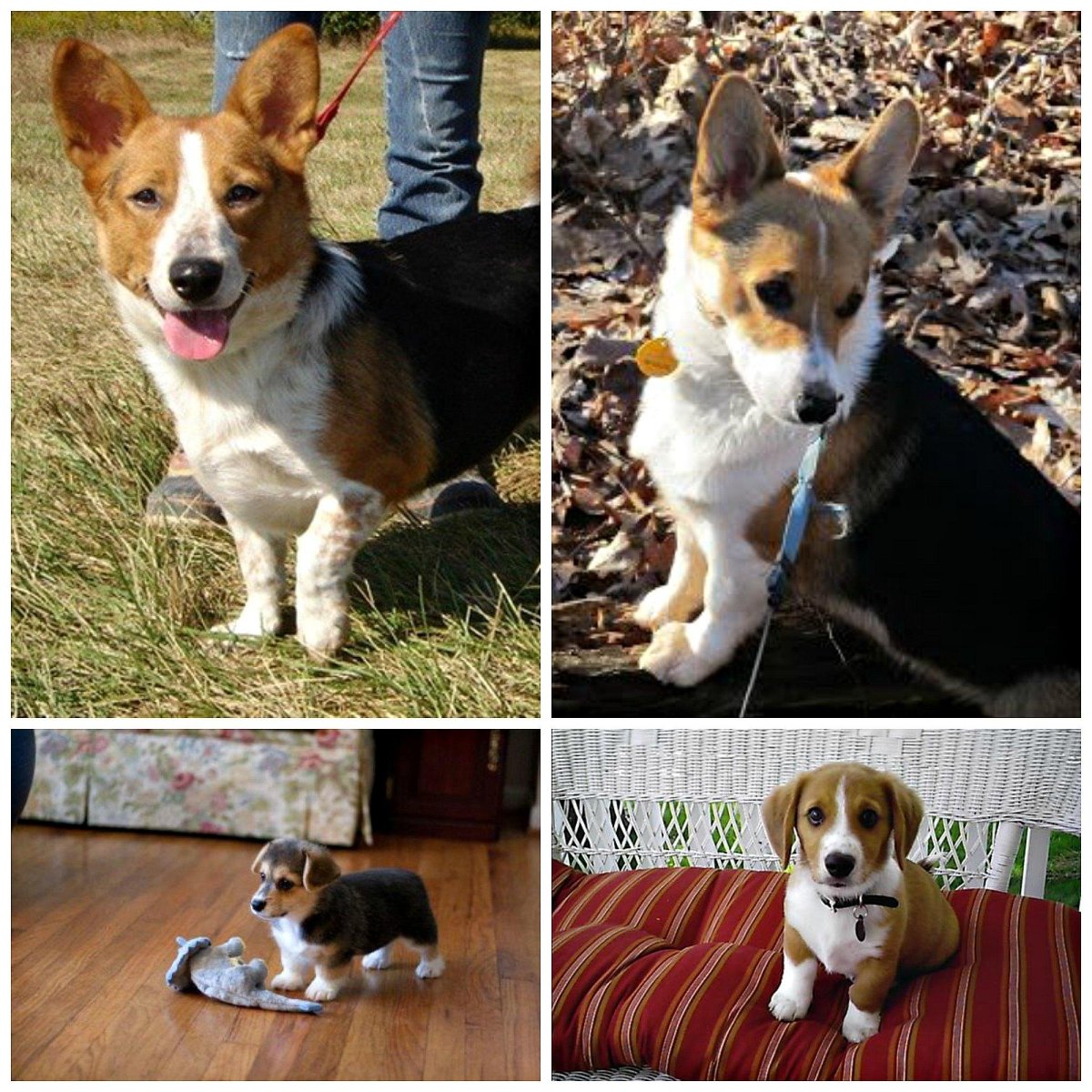 Породы Бигль и корги