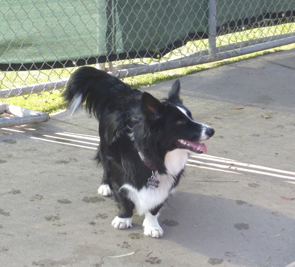 Метис бордер колли и корги