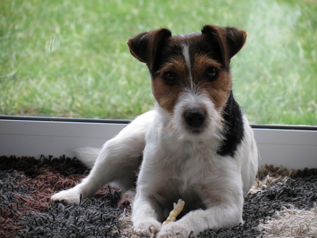 Джек Рассел и кега