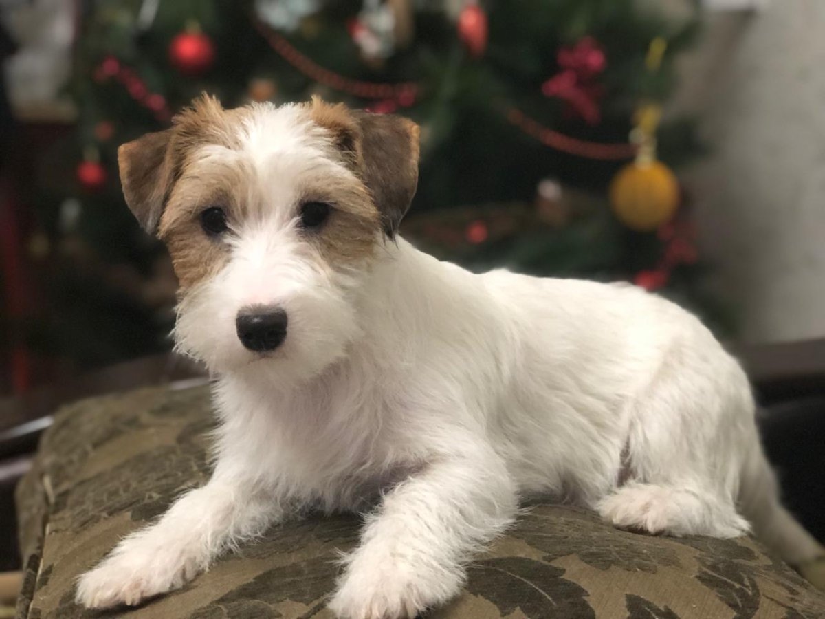 Джек Рассел Брокен фото