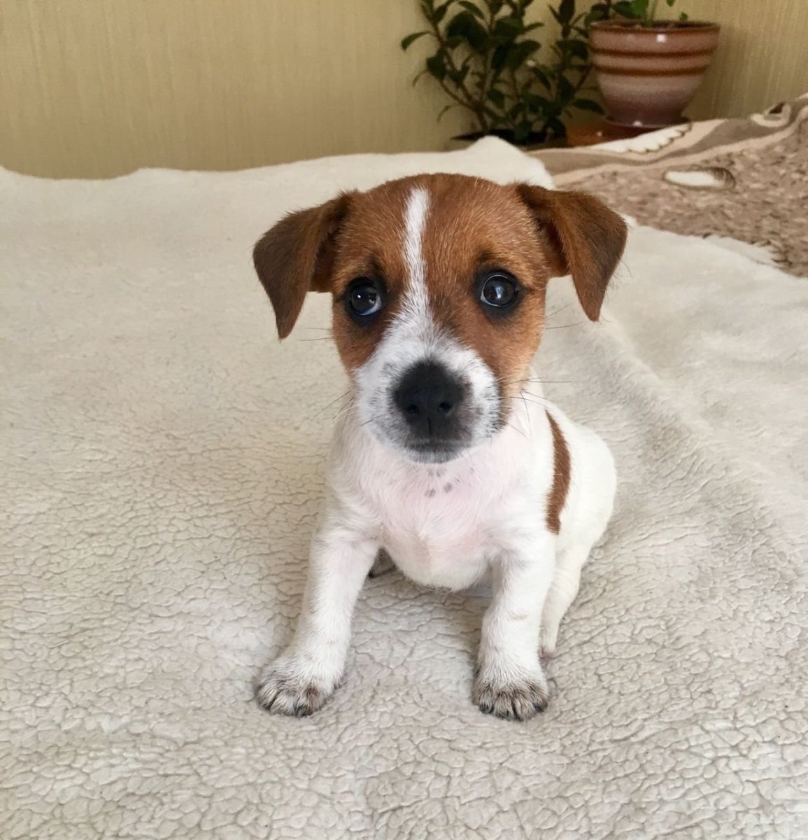 Джек Рассел терьер Брок