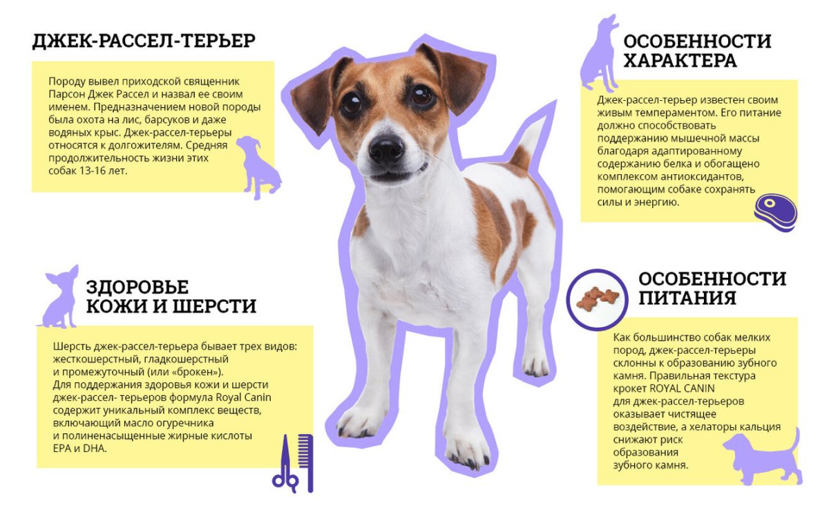 Джек Рассел жесткошерстный