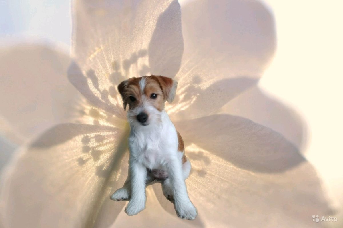 Джек Рассел Брокен