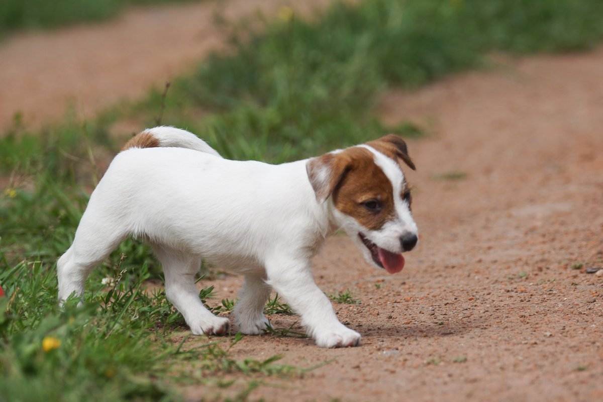 Джек Рассел Брокен