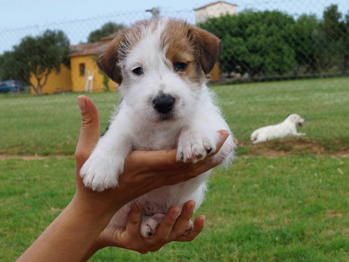 Джек-Рассел-терьер коротколапый