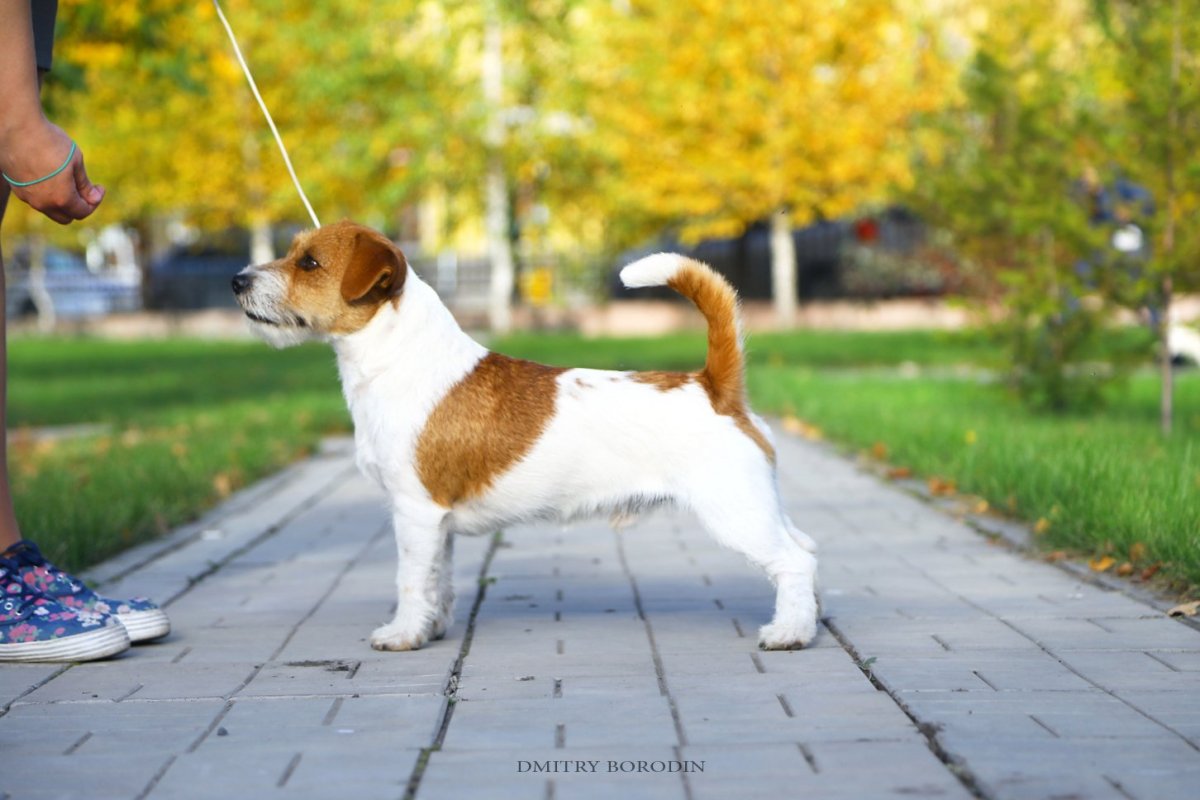 Джек Рассел Брокен Лайт