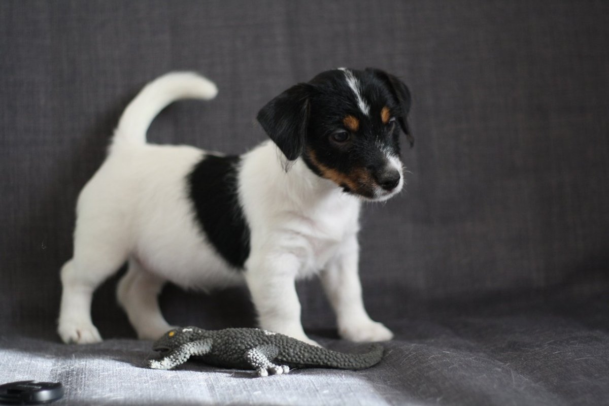 Брокен Рассел терьер