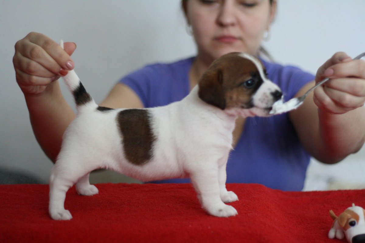 Параметры щенка Джек Рассела терьера
