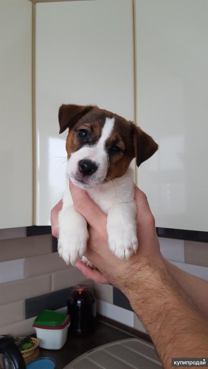 Парсон Рассел лапы