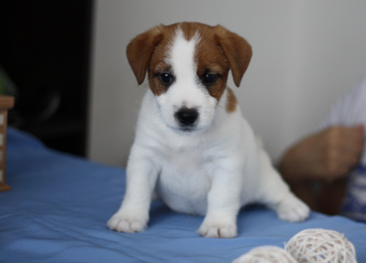 Брокен Рассел терьер