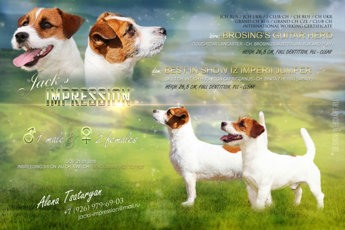 Брокен Рассел терьер