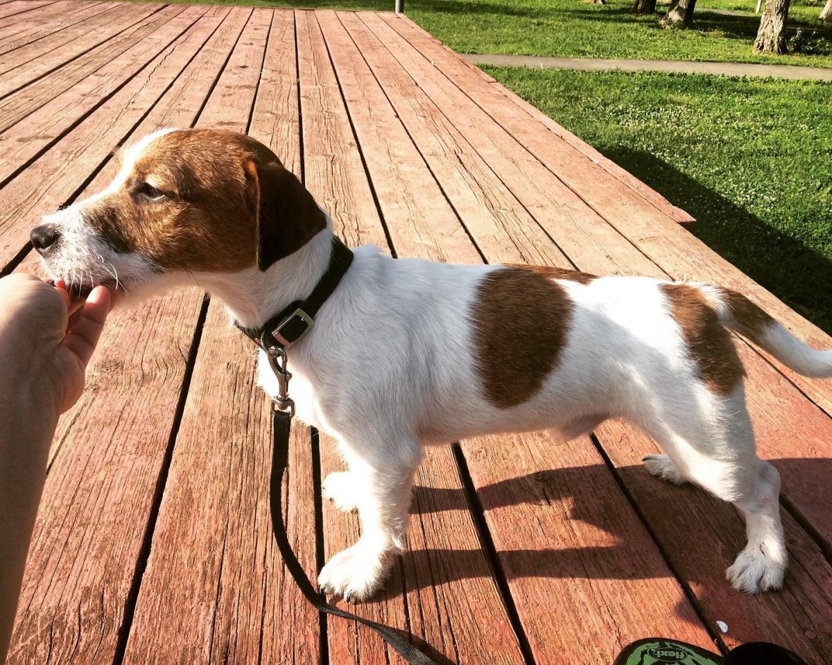 Брокен Рассел терьер