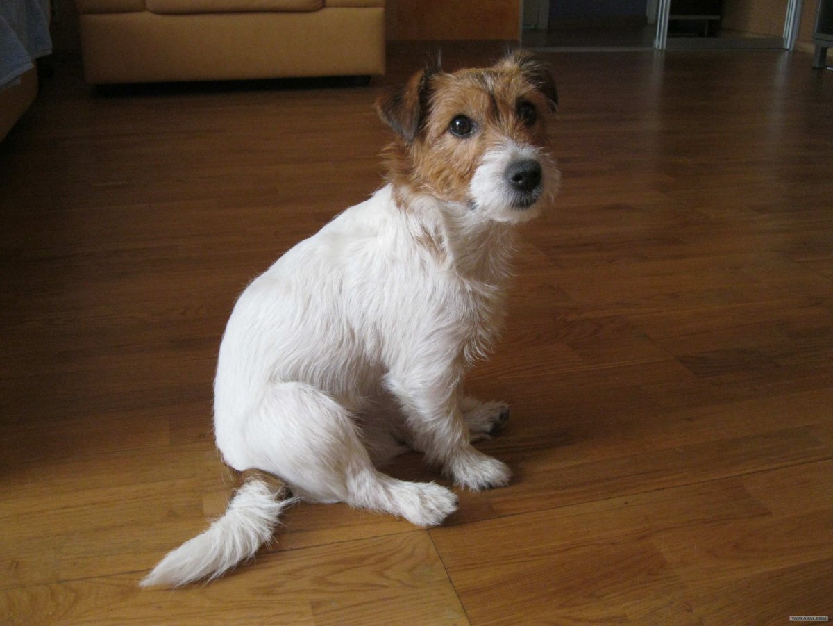 Джек-Рассел-терьер в стойке