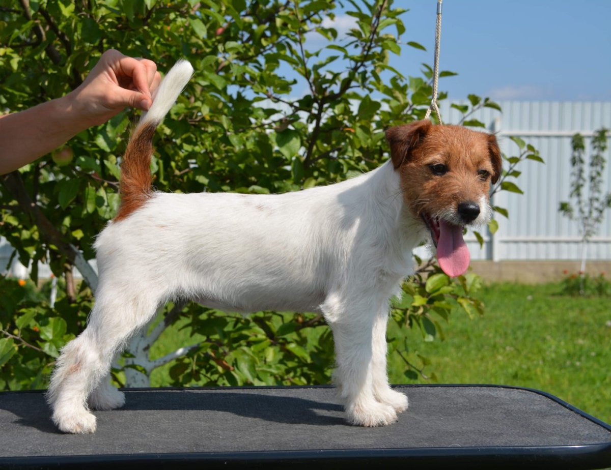 Джек Рассел на улице