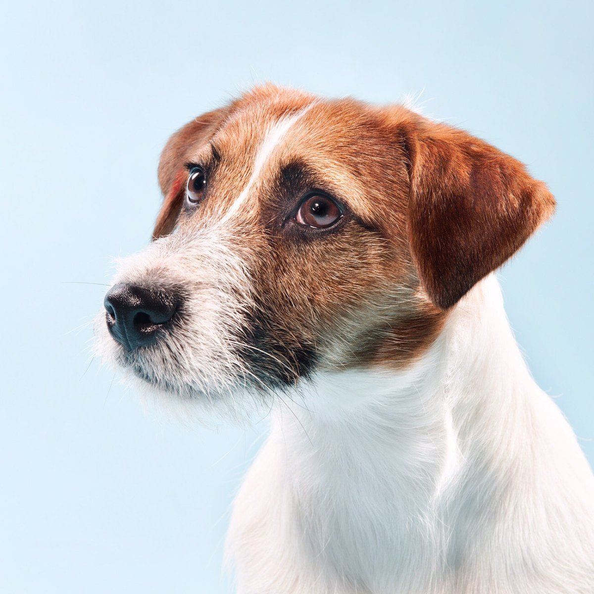 Парсон Рассел Брокен