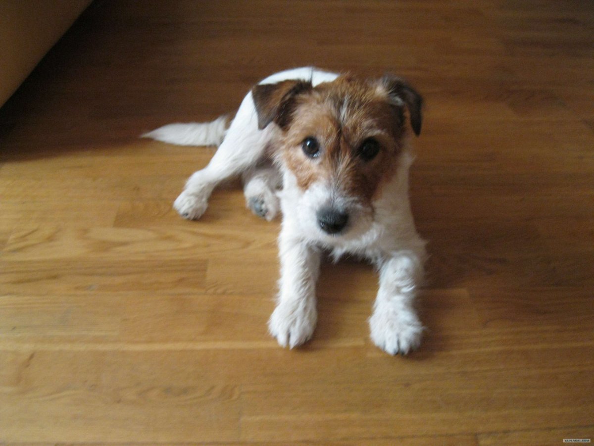 Щенки Джек ра села Брокен