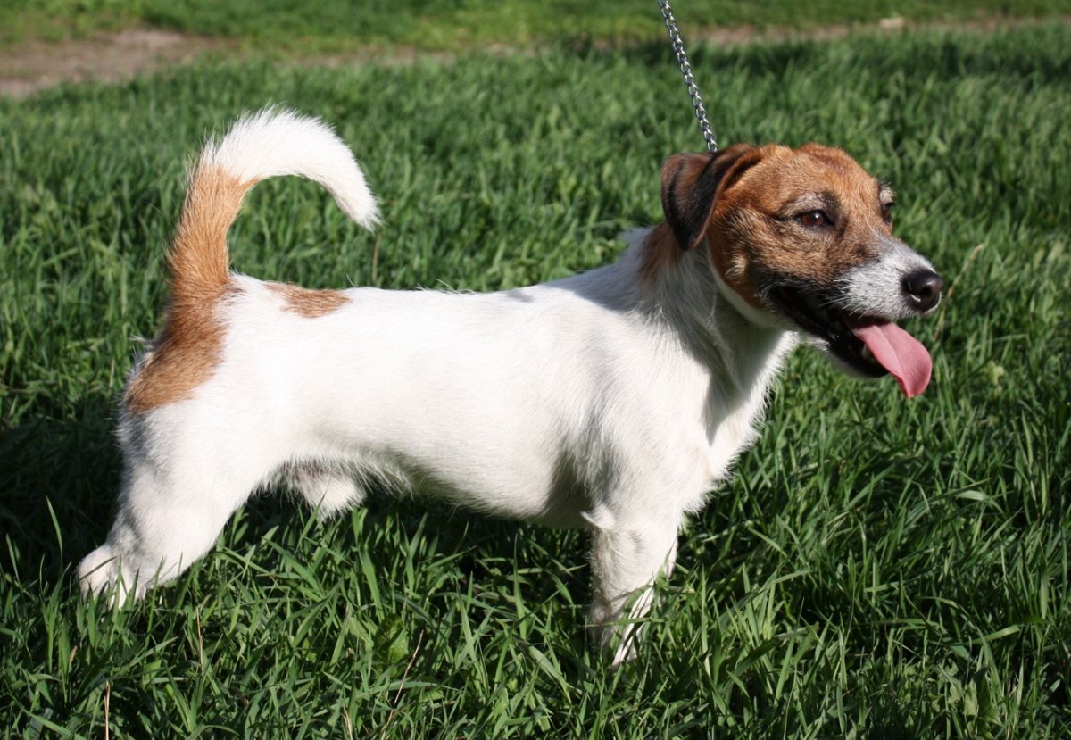 Моя Британия питомник Джек Рассел Нижний Новгород