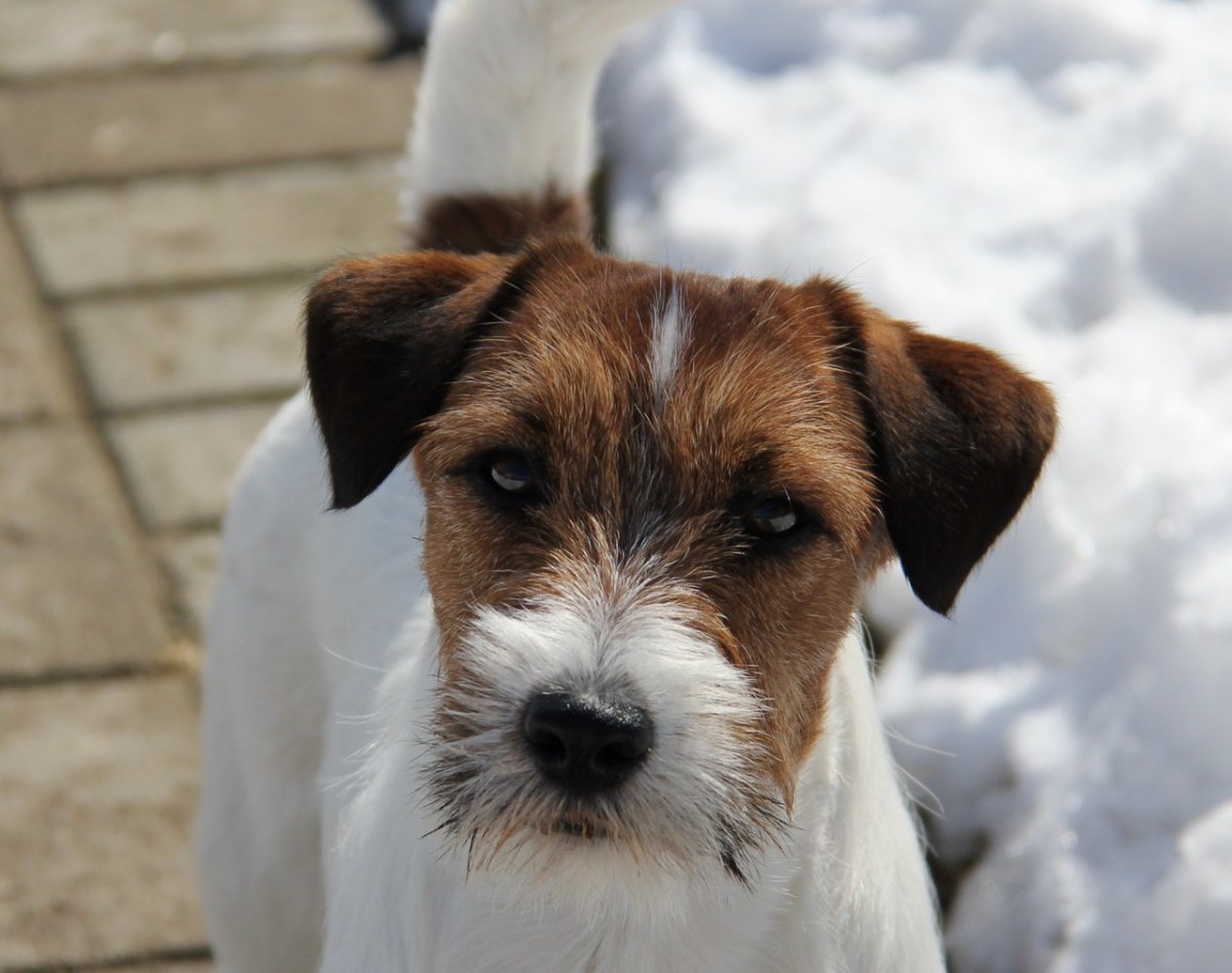 Брокен Рассел терьер